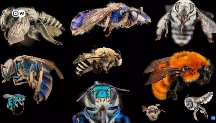 Mengapa kita menyimpan lebah yang salah?