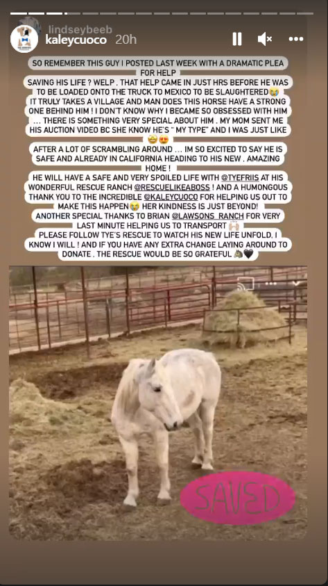 Kaley Cuoco recalls ‘dramatic plea’ to save a young horse from the slaughterhouse