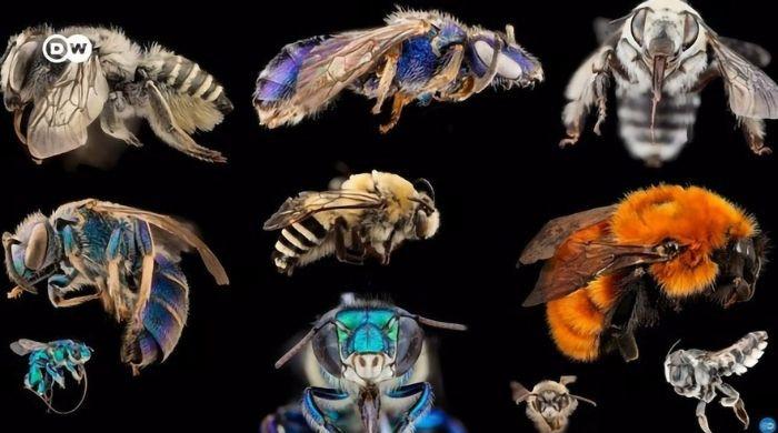 Bee extinction: Why we’re saving the wrong bees?