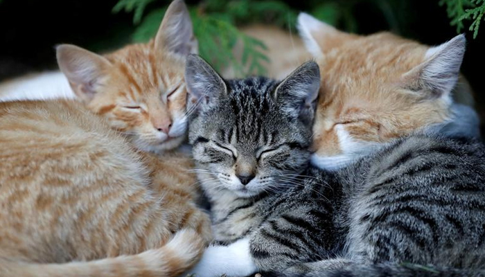 Cats sleep in the village of Krompach near the town of Cvikov, Czech Republic, Aug. 26, 2018. — Reuters/File