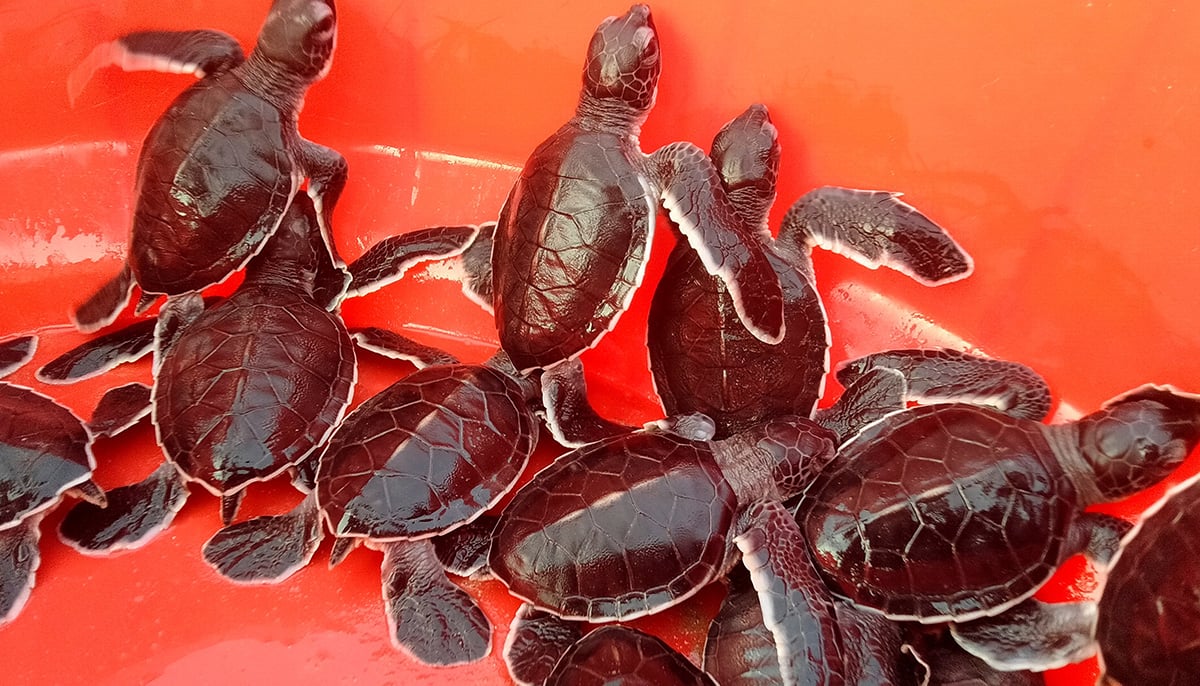 Baby turtles gather in a basket before being released to the sea in Karachi, Pakistan November 17, 2021. Picture taken November 17, 2021. — Reuters