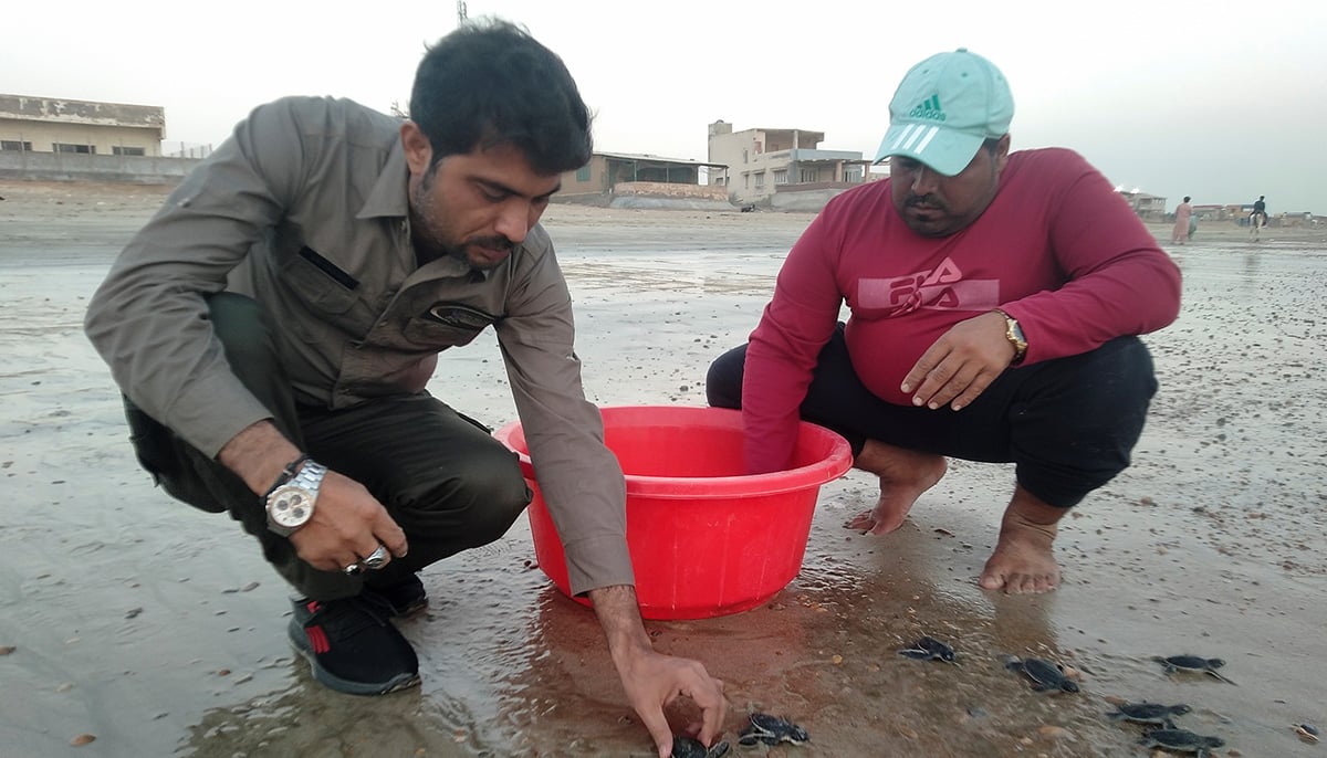 Officials from the Sindh Wildlife Department release baby turtles as they return to the sea in Karachi, Pakistan November 17, 2021. — Reuters