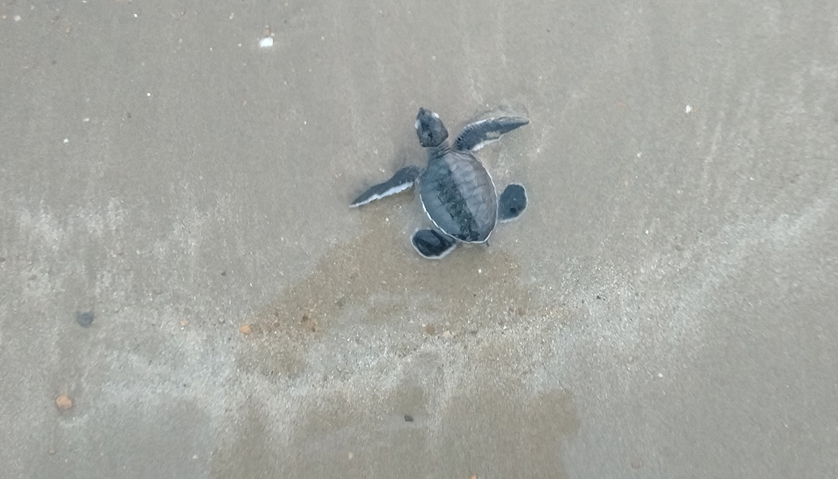 A baby turtle returns to the sea after release in Karachi, Pakistan November 17, 2021. — Reuters