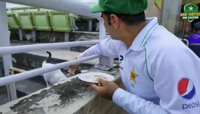 Pakistani Test batsman Abid Ali feeds a cat. Photo: PCB video screengrab