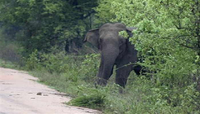 Seekor gajah liar mengawasi orang-orang di titik pengamatan Rotawawe di Anuradhapura, 110 mil (180 km) timur laut Kolombo, Sri Lanka dalam file foto 27 September 2004 ini.  Foto: Reuters