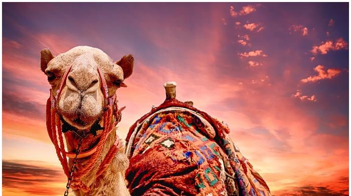 Saudi Arabian 'beauty pageant' disqualifies 40 camels for using botox, other enhancements