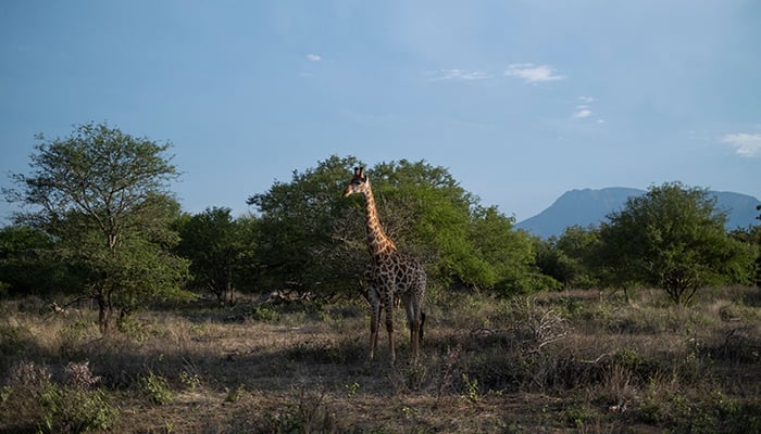 A giraffe walks in the Rietspruit Game Reserve in Hoedspruit, on November 30, 2021. — AFP