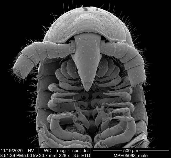 A microscope view of the head and reproductive appendages called gonopods of a male individual of the newly identified eyeless millipede species Eumillipes persephone discovered deep underground in Australia is seen in this undated photograph. — Reuters