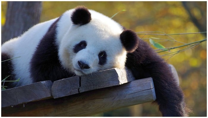 Watch: Panda gathers attention by making failed attempt to escape enclosure - Vimarsana News
