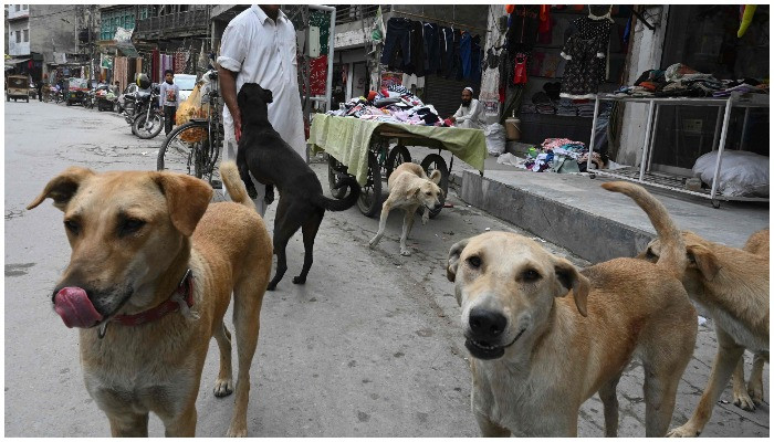 Wanita diduga ditampar dengan denda senilai INR 800.000 karena memberikan makanan kepada anjing