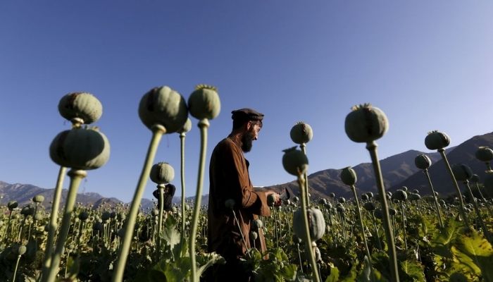 90 percent of global opium and heroin come from Afghanistan from these poppy fields. Photo: Reuters