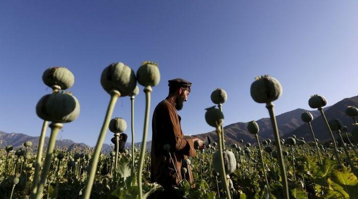 The war on drugs in Pakistan