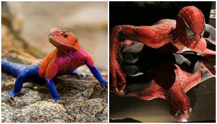 Spider-Man' lizard goes viral on Twitter