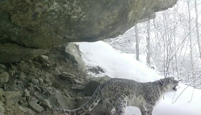 Sccrengrab from a Twitter video shows a rare snow leopard n Khaplu, Gilgit-Baltistan.