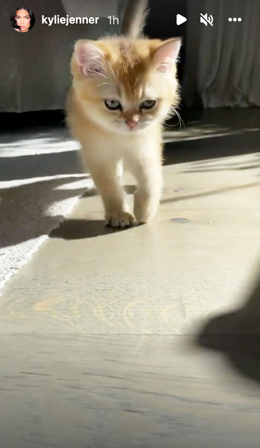 Kylie Jenner debuts brand new family member on Christmas Day