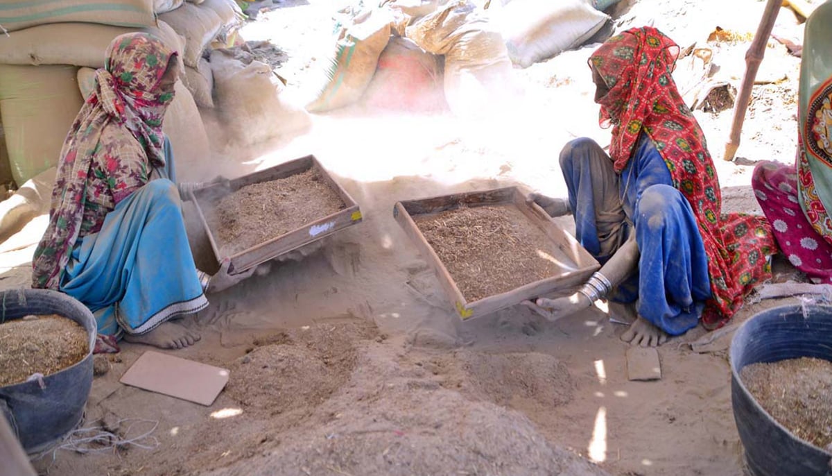 Women workers are busy sifting pulses at their workplace in Hyderabad, on October 17, 2021. — APP