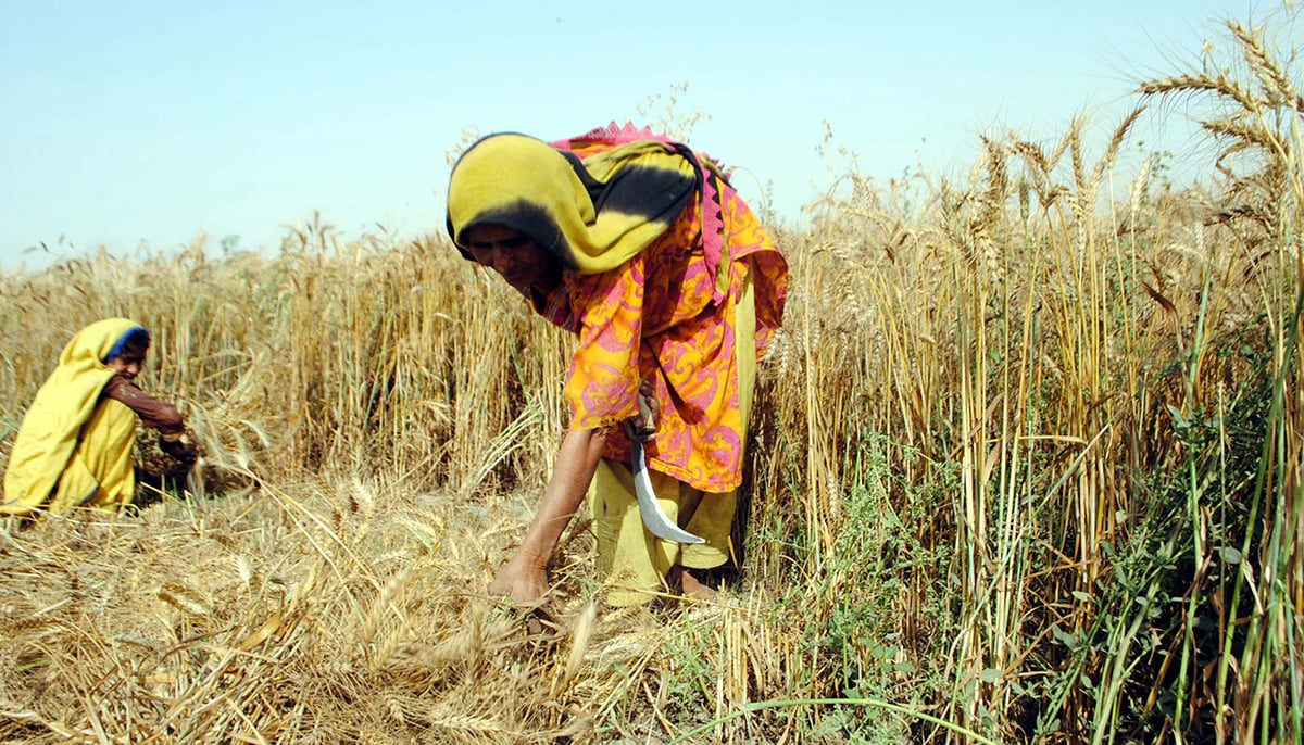 Peasants harvest wheat crops to get paddy grains at a field in Hyderabad, on October 11, 2021. — PPI