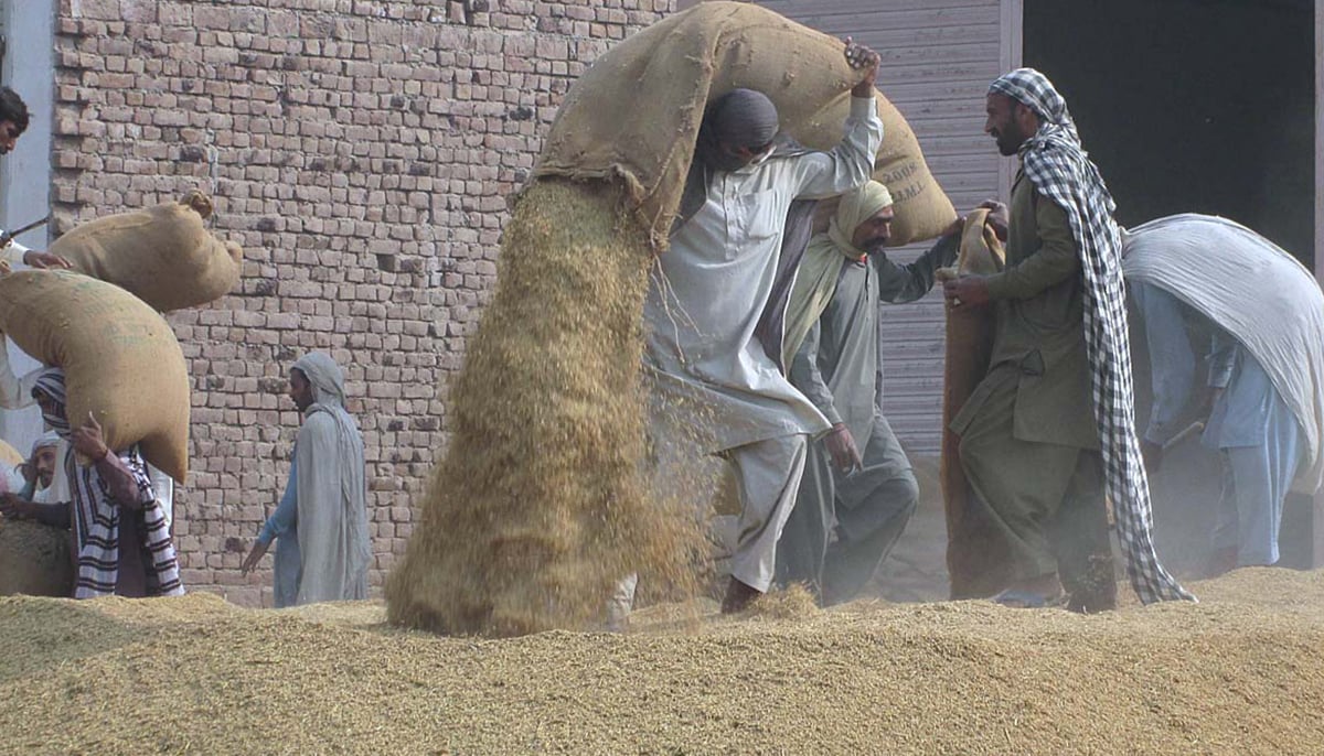 Workers spread the rice crop for drying at a rice warehouse in Faisalabad on December 27, 2021. — APP