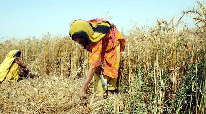 There will be shortage of wheat next year