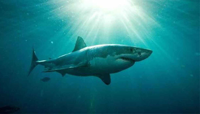 Bekas gigitan besar ditemukan di tubuh hiu putih besar