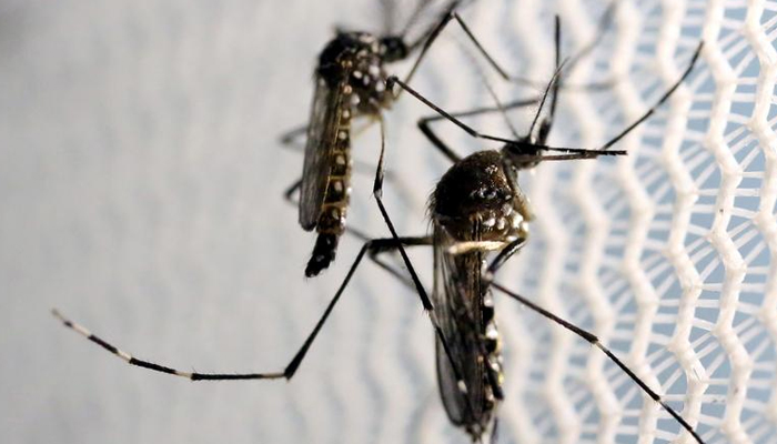 Aedes aegypti mosquitoes are seen inside Oxitec laboratory in Campinas, Brazil, February 2, 2016. — Reuters/File