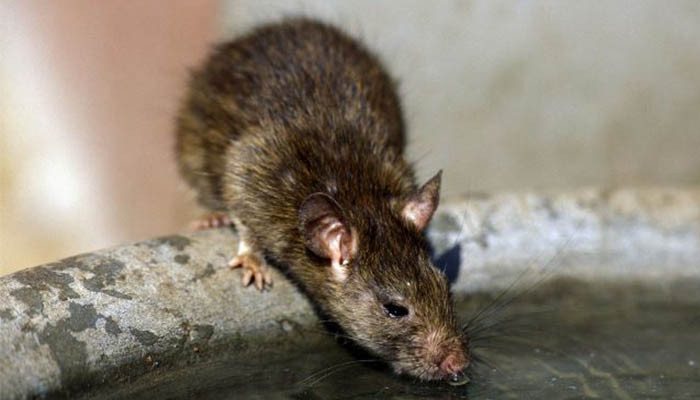 Tikus mati tidak sengaja digigit oleh pria Spanyol