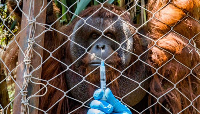 An orangutan watches a worker holding a vaccine syringe — AFP/ File.