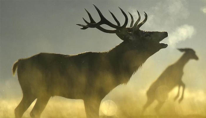 Deer kills soldier at presidential palace in Paraguay - Vimarsana News