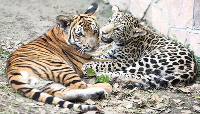 Harimau, anak macan tutul dicuri dari kebun binatang pribadi di Karachi