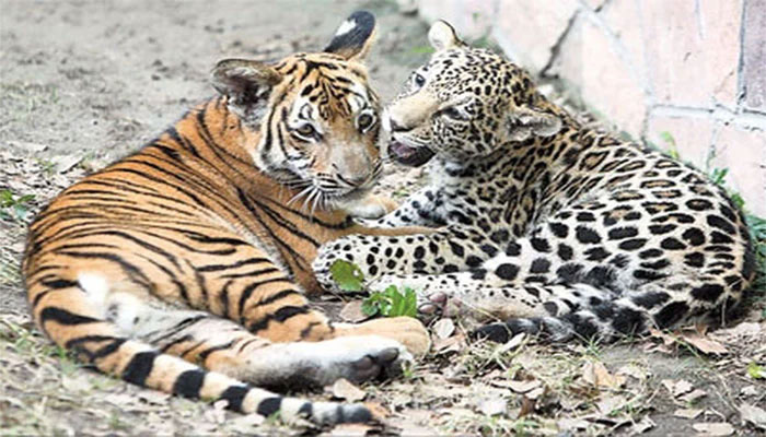 A file photo of a tiger and leopard.
