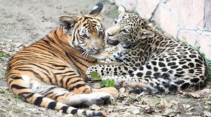Tiger, leopard cubs stolen from private zoo in Karachi