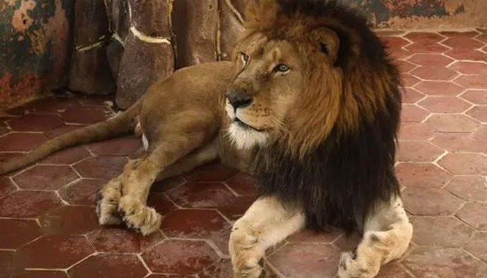 Singa peliharaan menganiaya anak laki-laki berusia 11 tahun