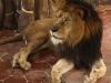 Gujarat: Pet lion mauls 11-year-old boy