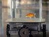 Can goldfish drive? Here's what Israeli researchers have found