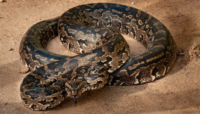 Representational image of a snake. — iStock/File