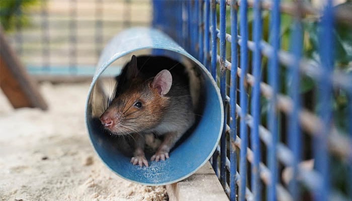 Magawa, the recently retired landmine detection rat, sits in a tube in its cage at the APOPO Visitor Center in Siem Reap, Cambodia, June 10, 2021. REUTERS/Cindy Liu/File