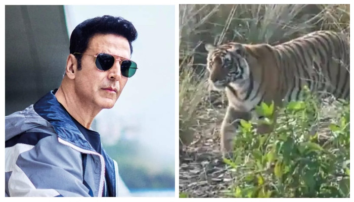 Akshay Kumar menjatuhkan video harimau selama kunjungannya ke Taman Nasional Ranthambore: Tonton