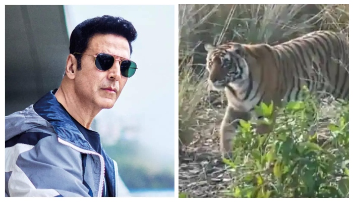 Akshay Kumar drops video of a tiger during his visit to Ranthambore National Park: Watch