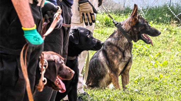 USA: Schools use trained dogs to rule out COVID-19 cases