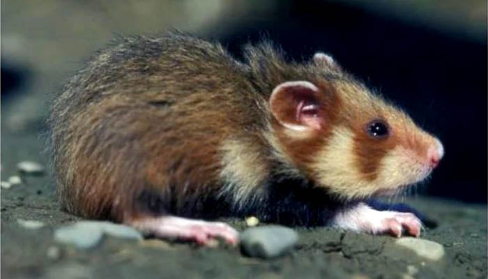 Officials find 11 hamsters preliminary positive. (Representational image)— AFP/File