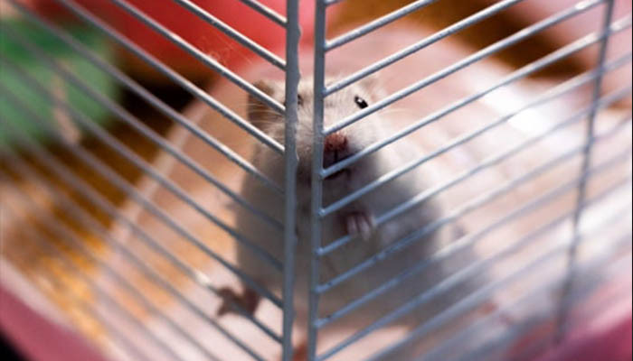 Penduduk Hongkong membuang hamster peliharaan karena ketakutan akan penularan COVID