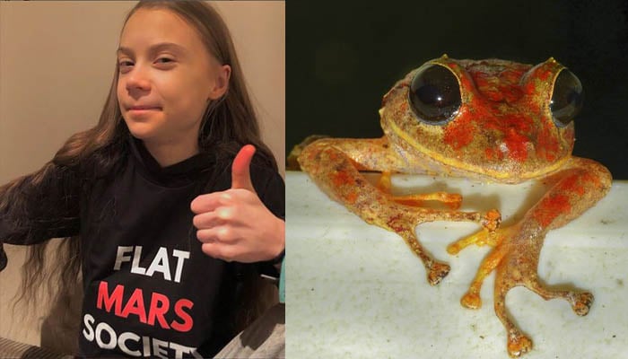 Swedish climate activist Greta Thunberg (Left) and recently discovered a frog named after her (Right). — instagram.com/gretathunberg/ witter.com/konradmebert/File