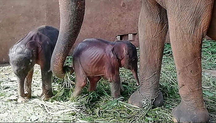 Bayi kembar gajah langka lahir di Kenya