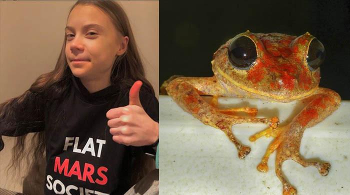 Newly discovered frog named after Swedish climate activist Greta Thunberg