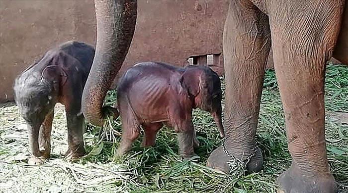 Rare baby elephant twins born in Kenya