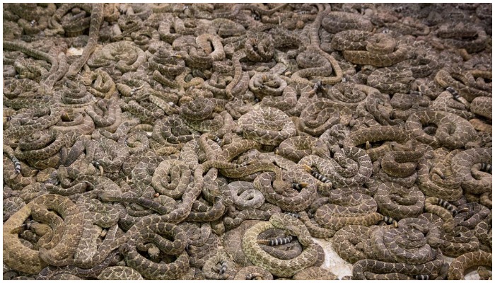 The man had kept the snakes inside a cage in his house, however, the cause of his death has not been determined yet, police said —AFP via Getty Images