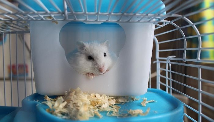 unwanted hamster pets at home