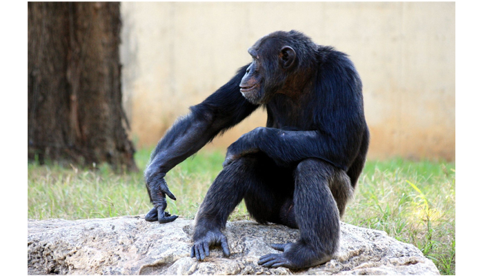 Research tells that Chimpanzees in one part of Guinea crack and eat nuts while others declined to do so even when offered tools. — AFP/File