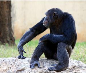 Copy or innovate? Study sheds light on chimp culture