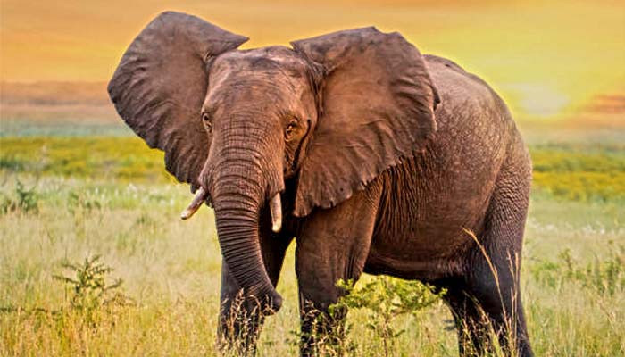 Elephant in Uganda park kills Saudi tourist - Vimarsana News